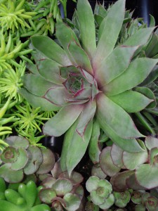 Herb_Garden2016