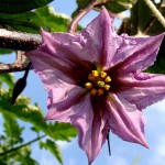 eggplant flower